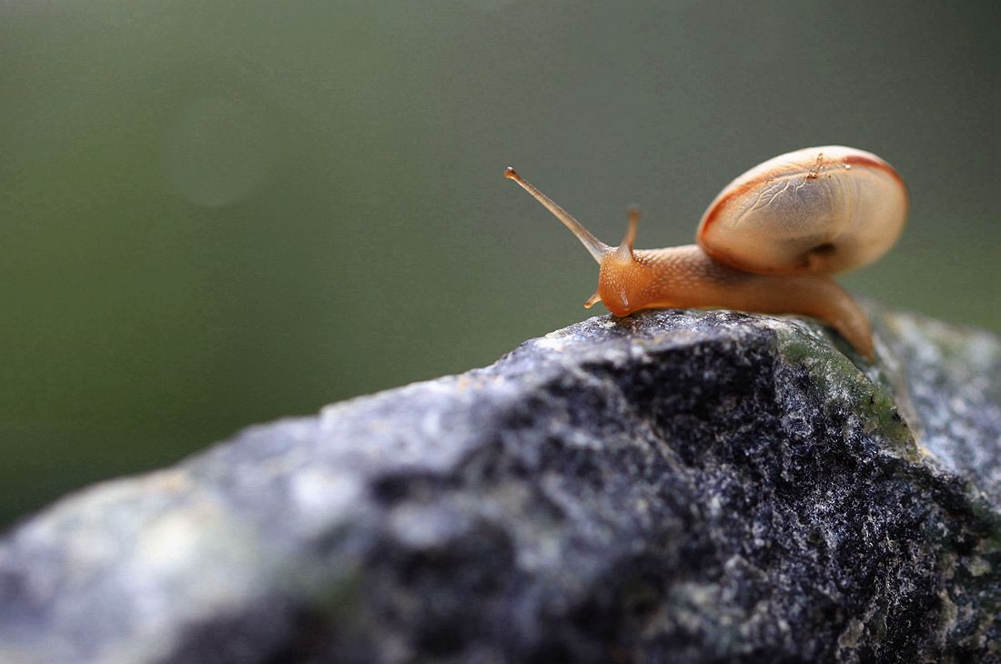 蜗牛2 333_副本.jpg