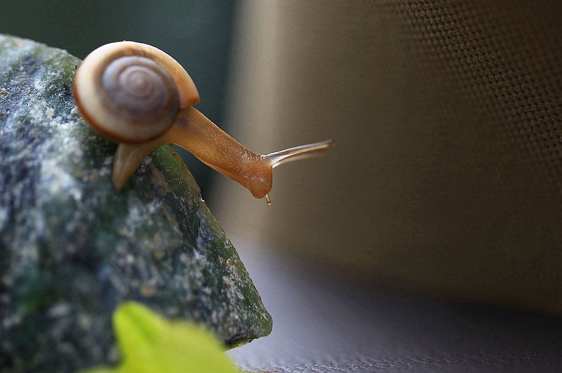 蜗牛2 292_副本.jpg