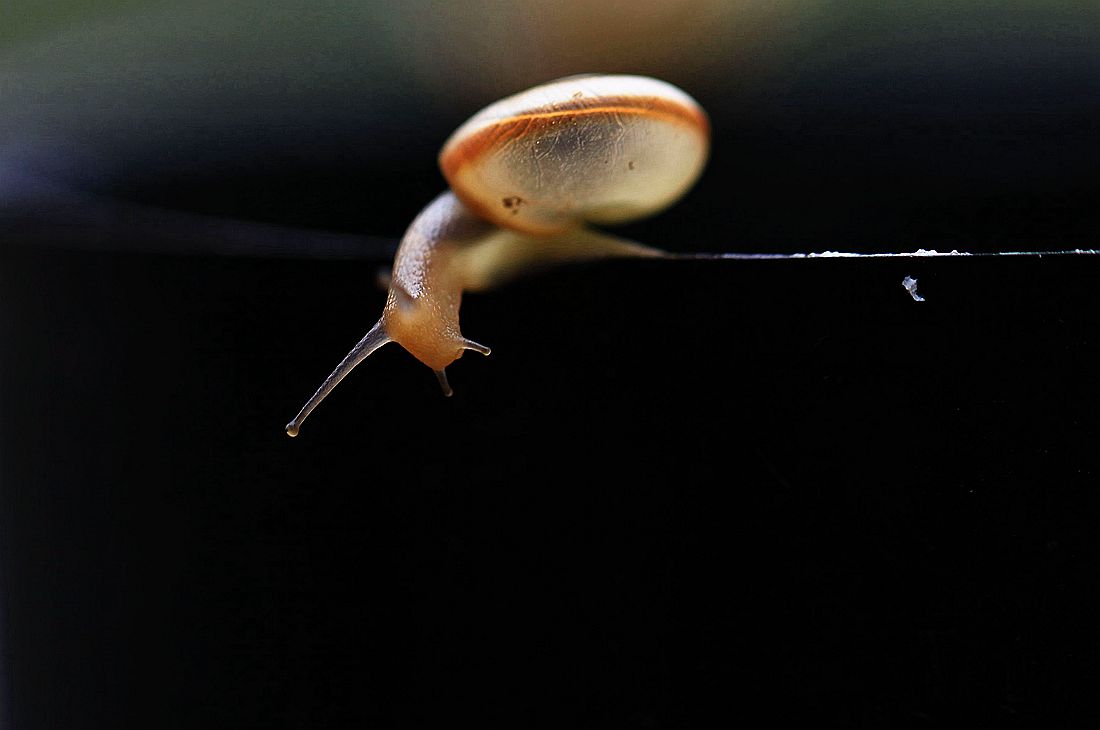 蜗牛2 412_副本.jpg