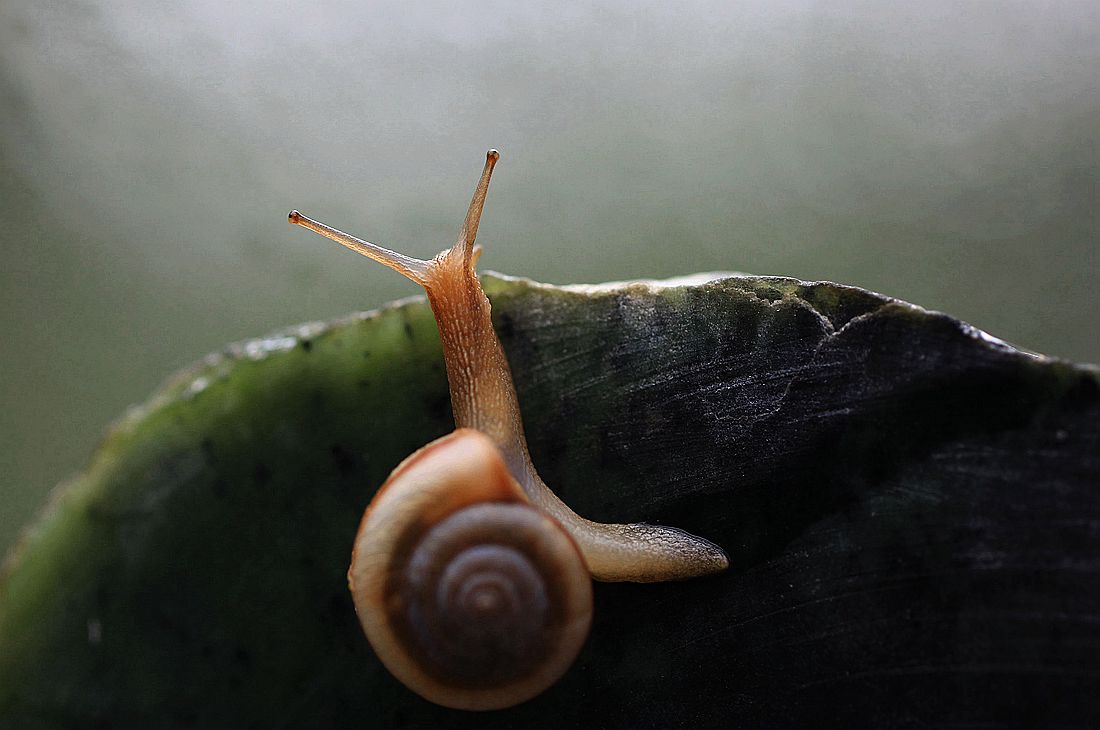 蜗牛2 448_副本.jpg