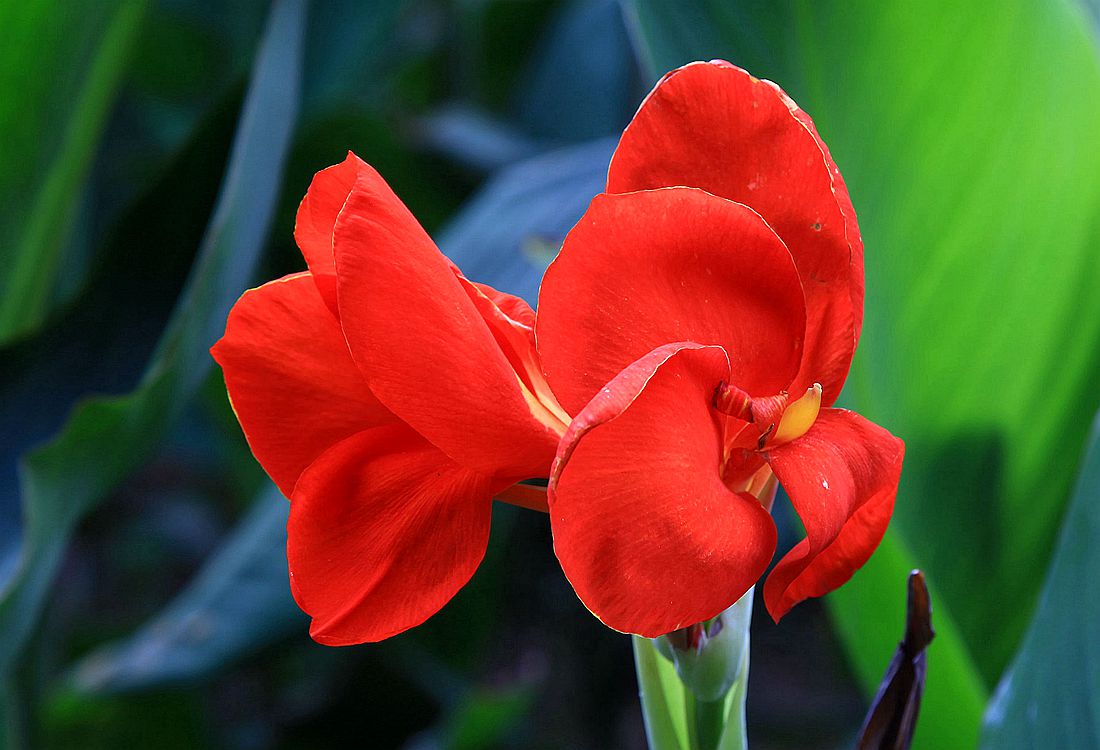 美人蕉 002_副本.jpg