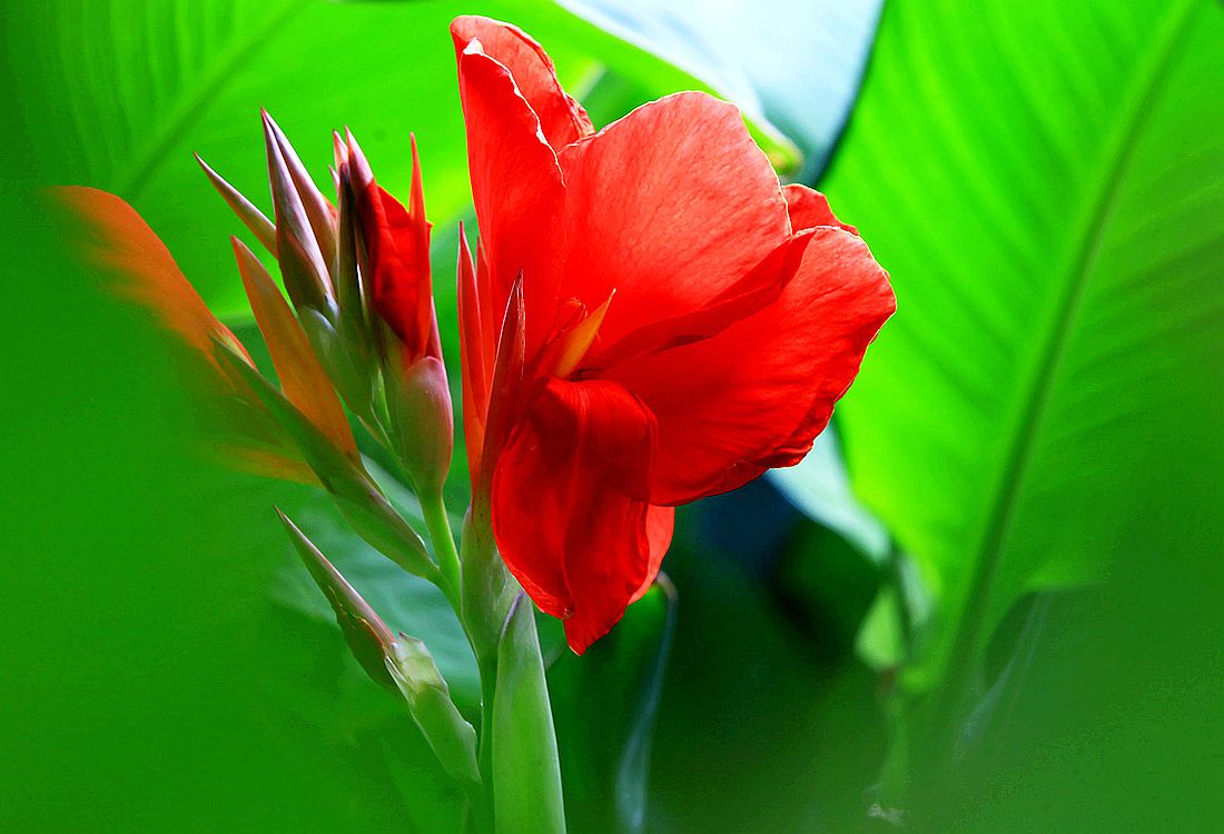 美人蕉 050_副本.jpg