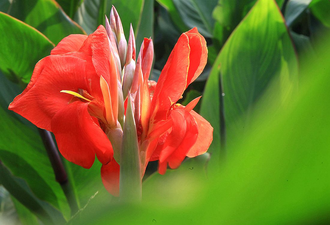 美人蕉 109_副本.jpg