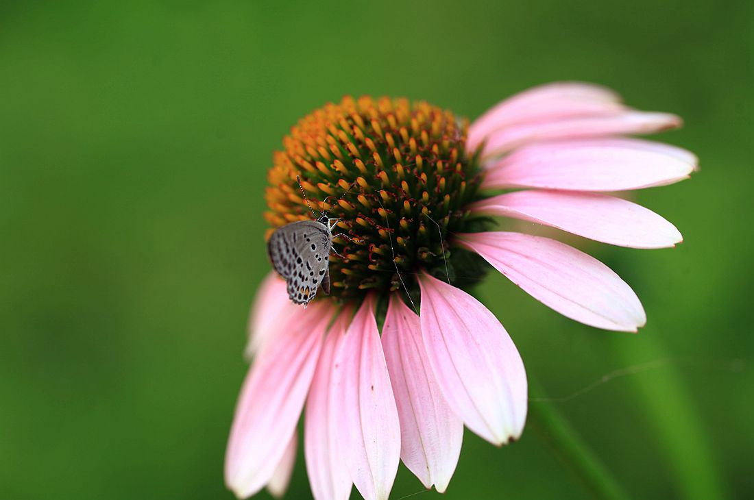 金银花 155_副本.jpg