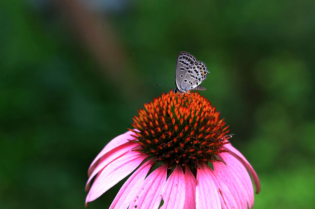 金银花 221_副本.jpg