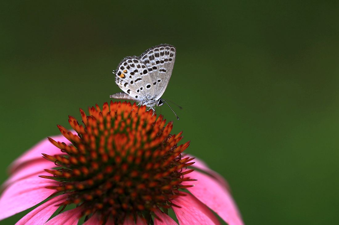 金银花 249_副本.jpg
