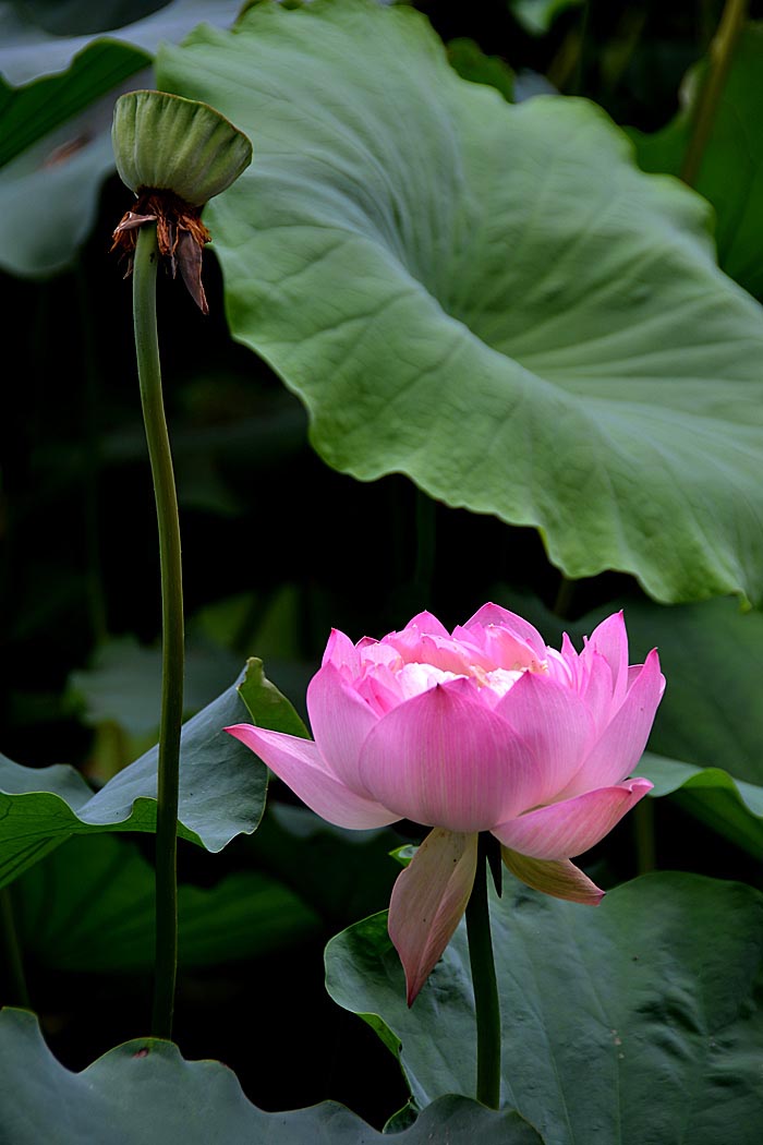 夏日荷塘 (4).jpg