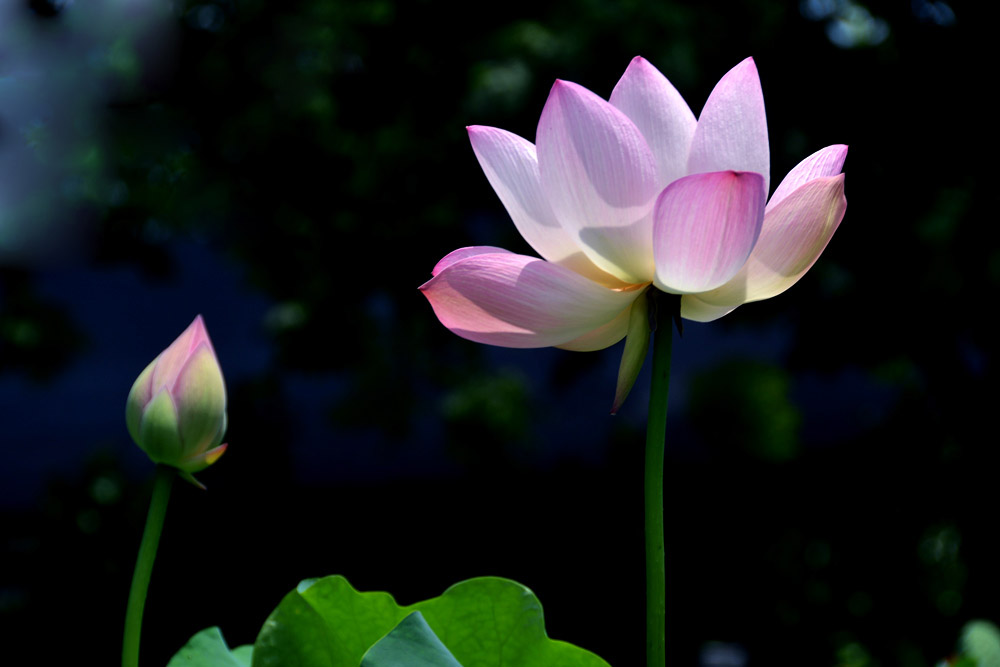 夏日荷塘 (5).jpg