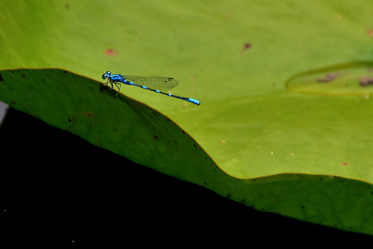 夏日荷塘 (6).jpg