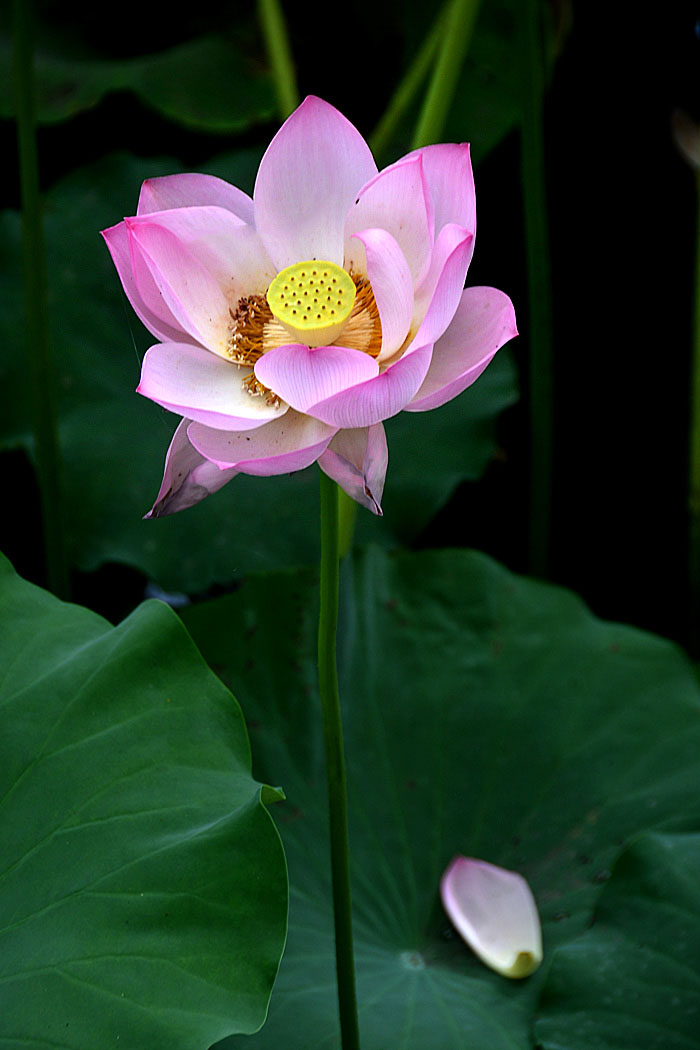 夏日荷塘 (10).jpg