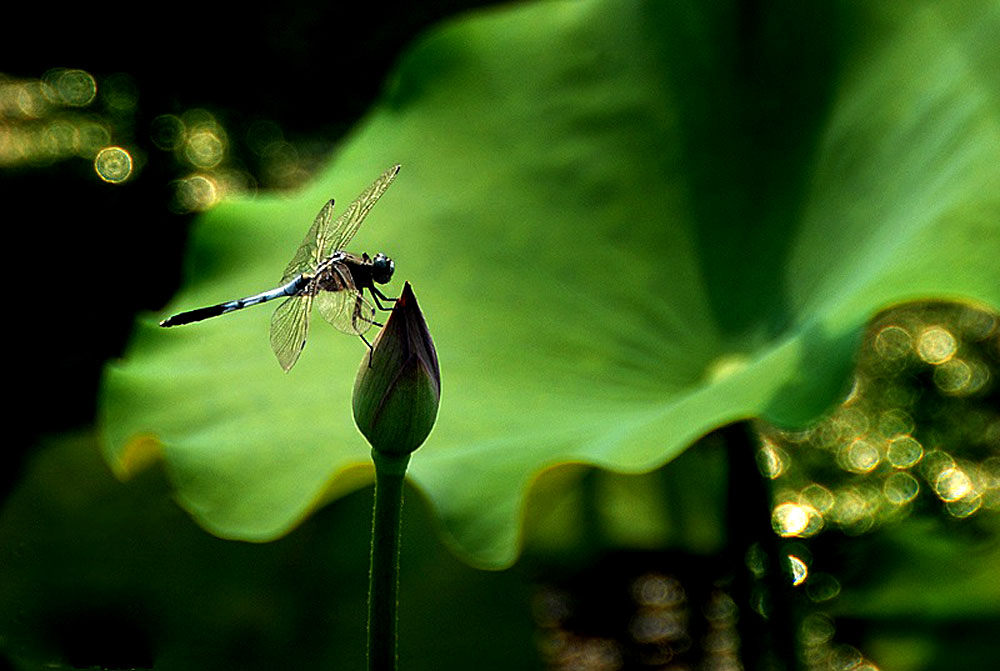 夏日荷塘 (8).jpg