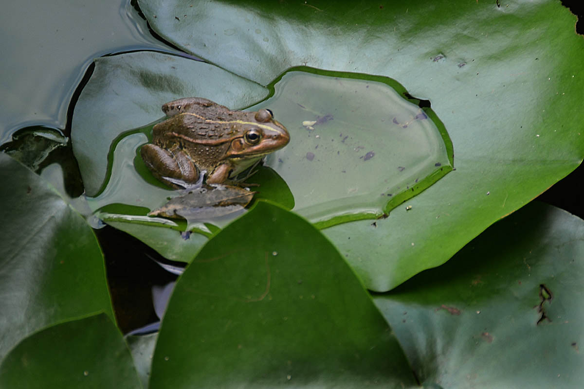 夏日荷塘 (16).jpg