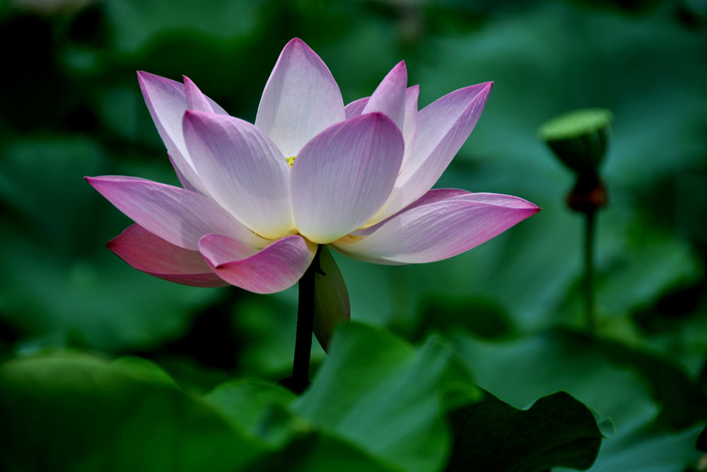 夏日荷塘 (38).jpg