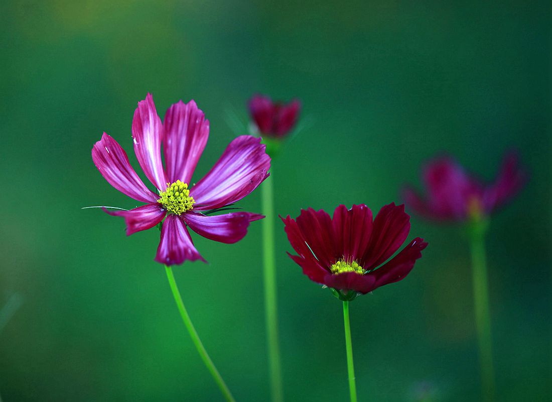 格桑花 076_副本.jpg