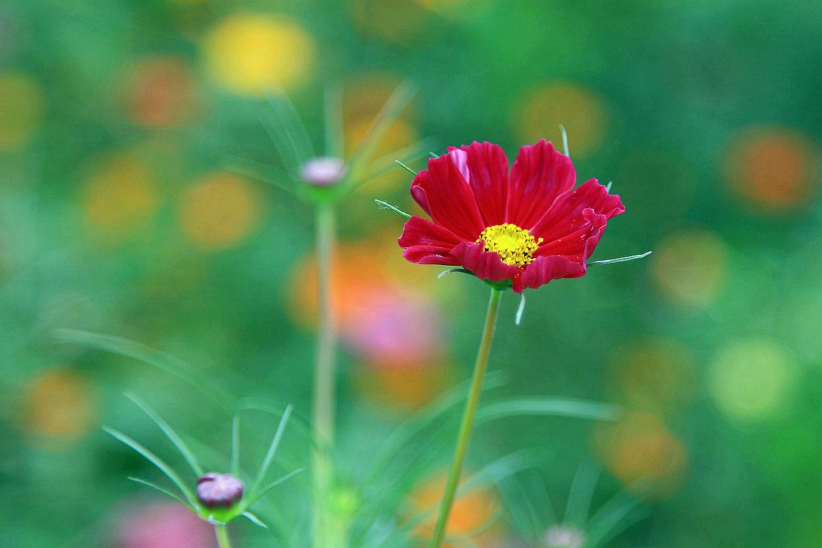 秋葵 052_副本.jpg