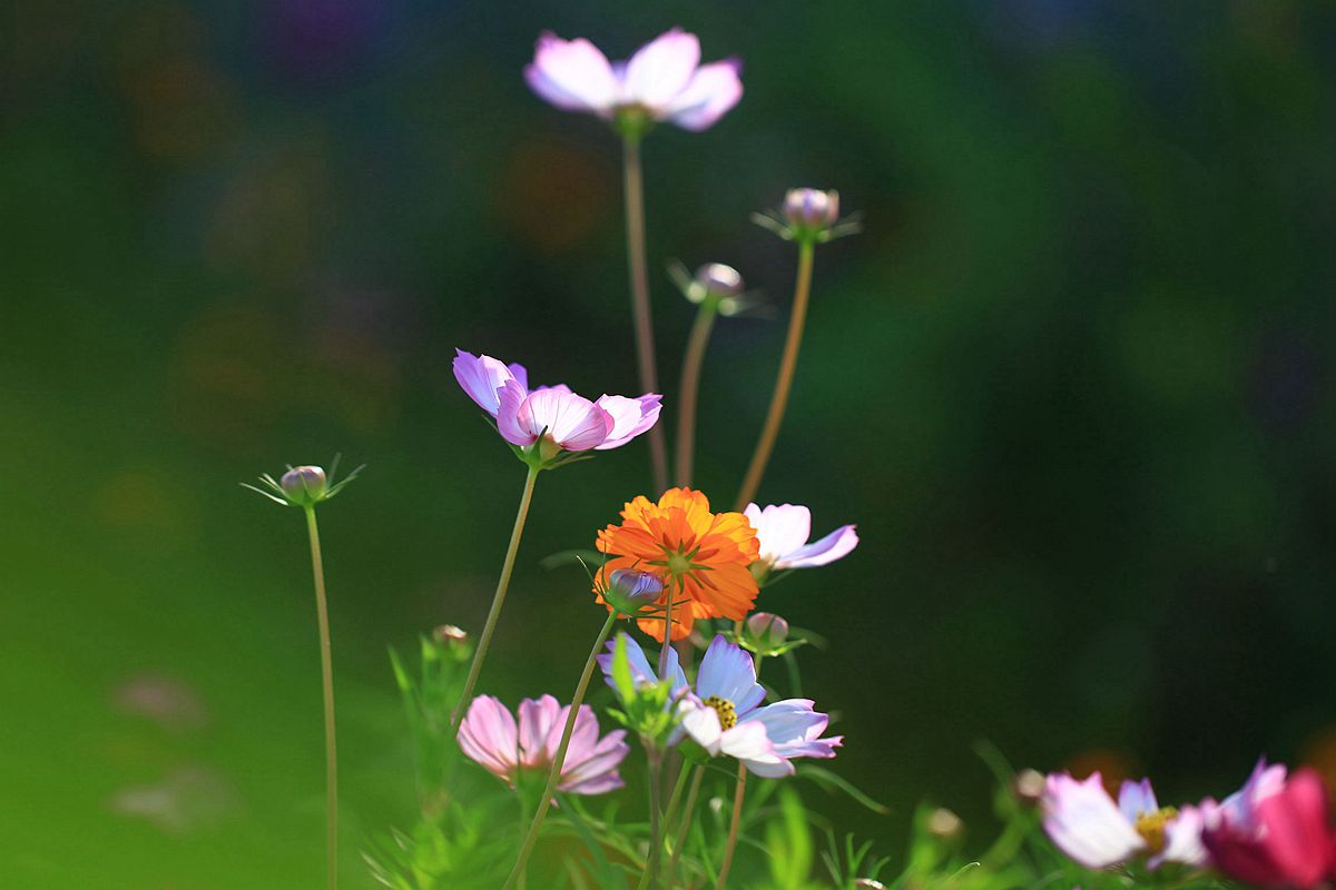 格桑花 191_副本.jpg