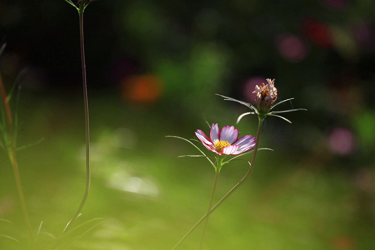 格桑花 227_副本.jpg