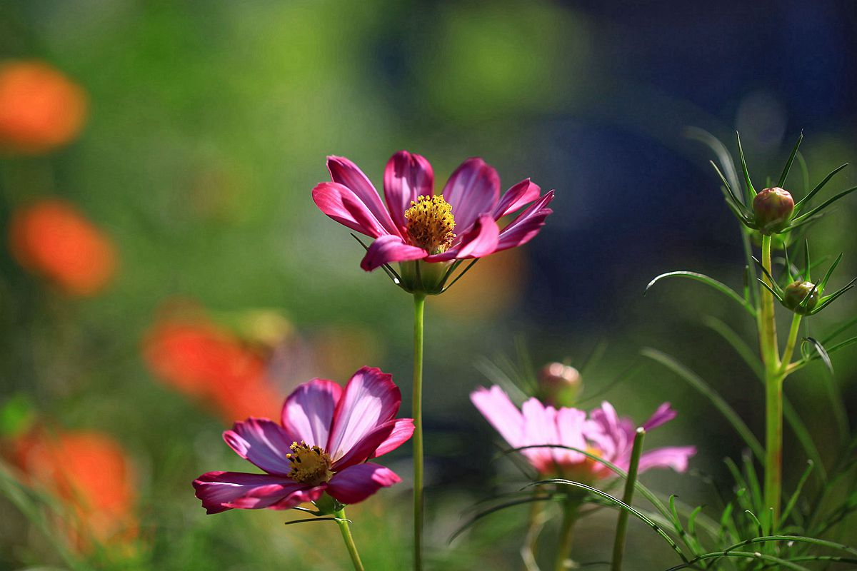 格桑花 334_副本.jpg