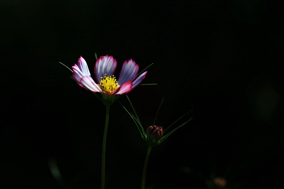 九龙湾 137_副本.jpg