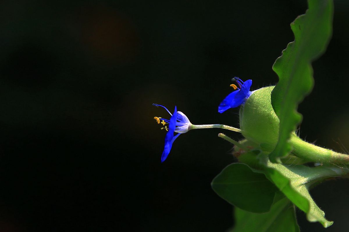 鸡冠花 174_副本.jpg
