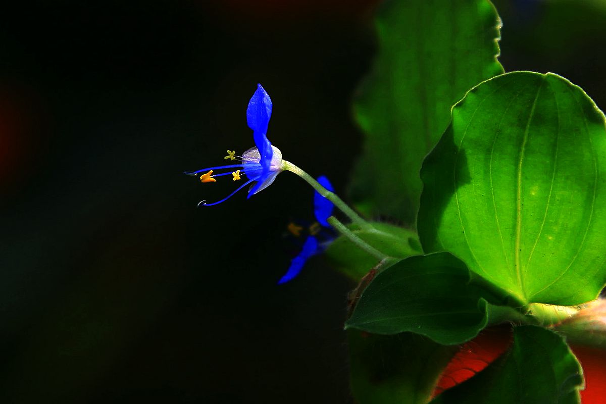 鸡冠花 183_副本.jpg
