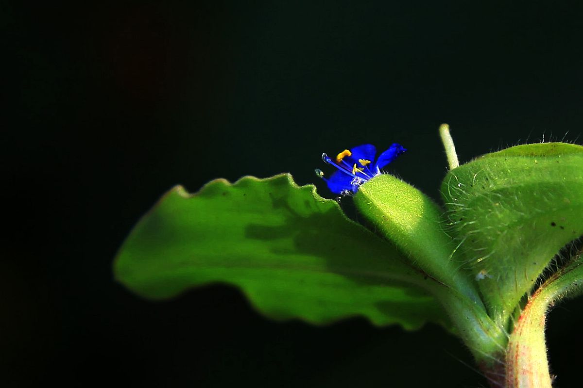 鸡冠花 198_副本.jpg