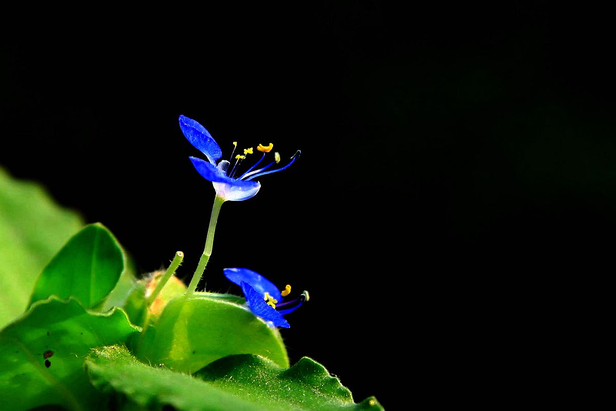 鸡冠花 218_副本.jpg