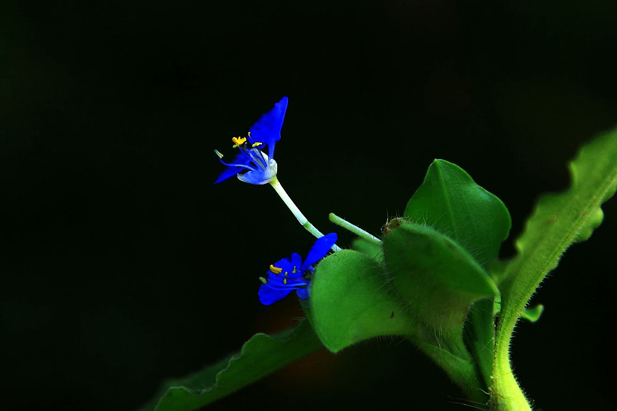 鸡冠花 223_副本.jpg