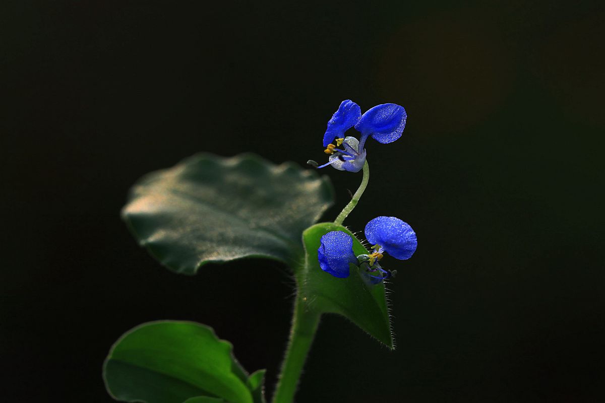 格桑1 368_副本.jpg