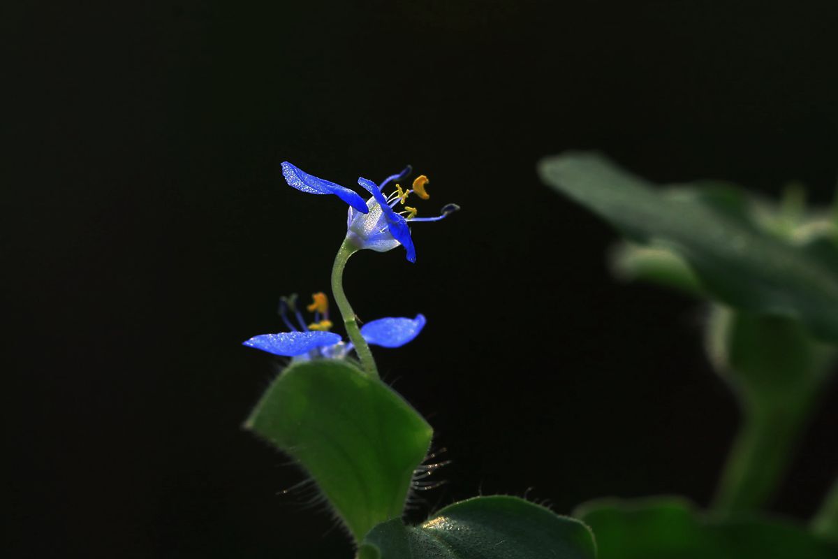 格桑1 365_副本.jpg