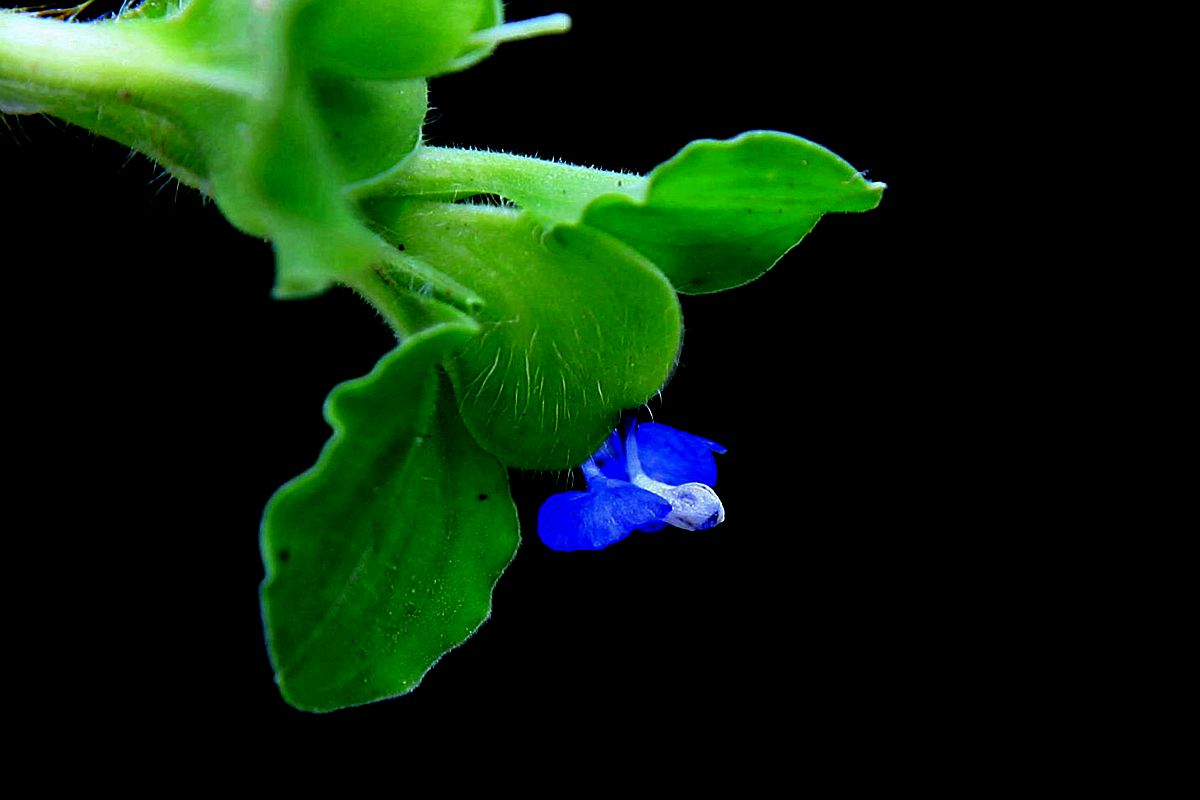 鸡冠花 093_副本.jpg