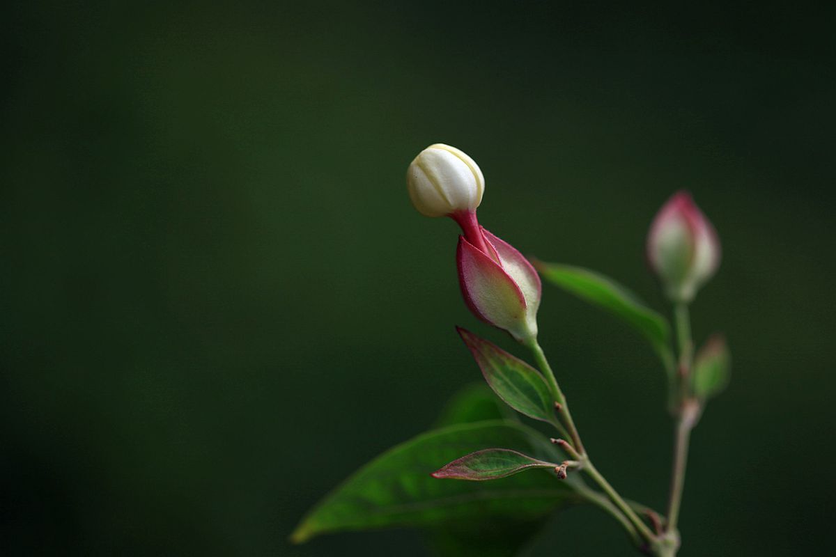 山楂 237_副本.jpg