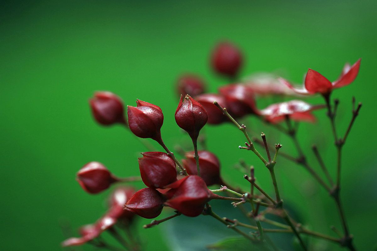 山楂 198_副本.jpg