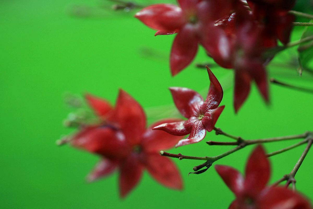 山楂 200_副本.jpg