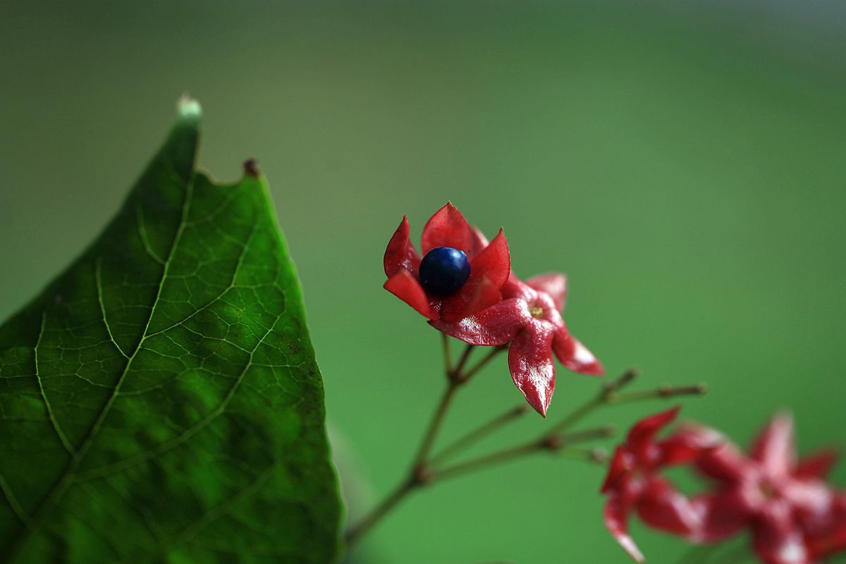 山楂 207_副本.jpg