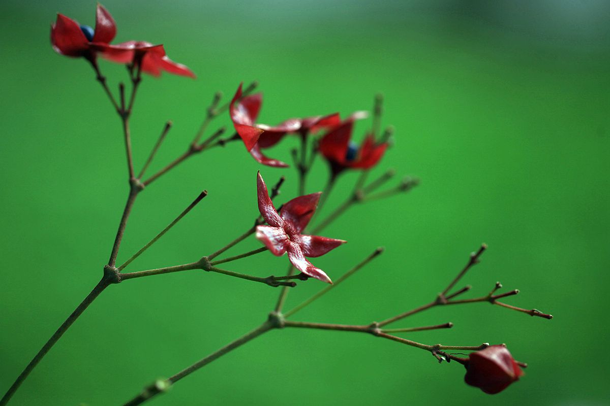 山楂 213_副本.jpg