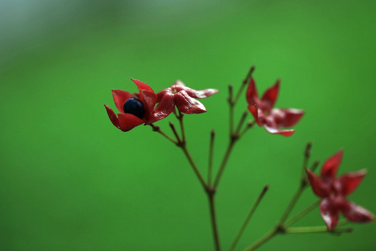 山楂 214_副本.jpg