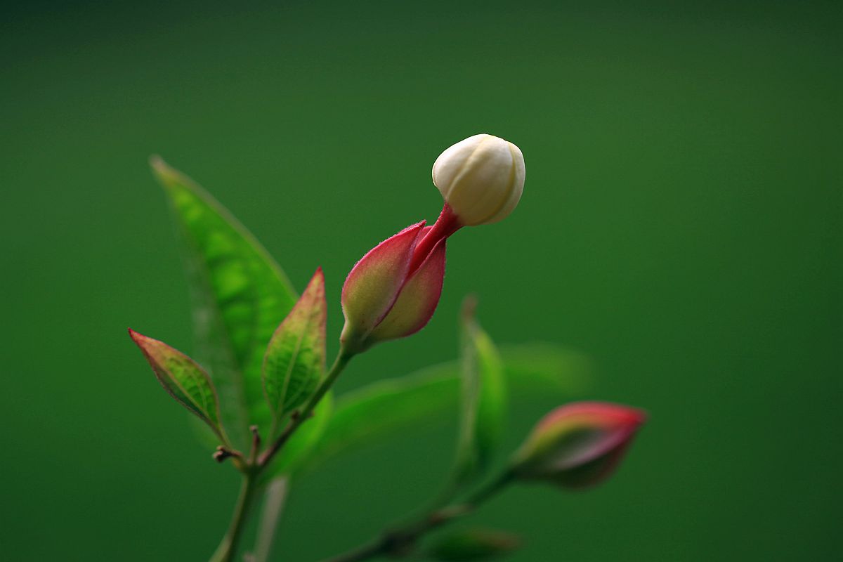 山楂 235_副本.jpg