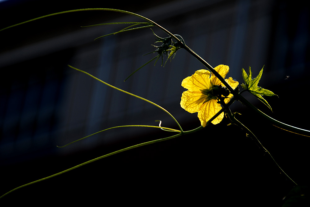 丝瓜花 (8).jpg