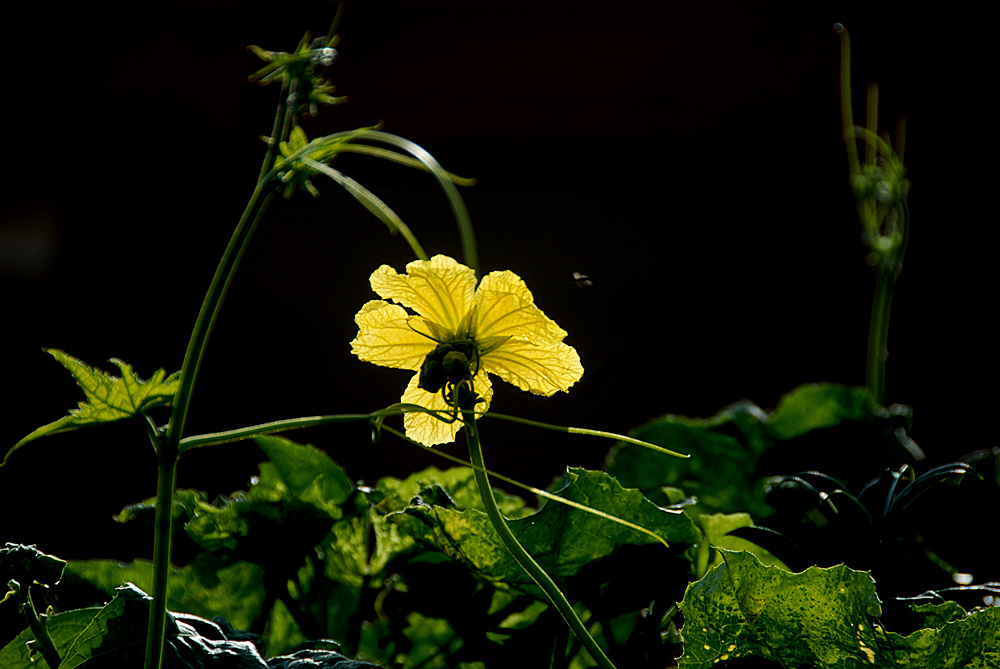 丝瓜花 (15).jpg