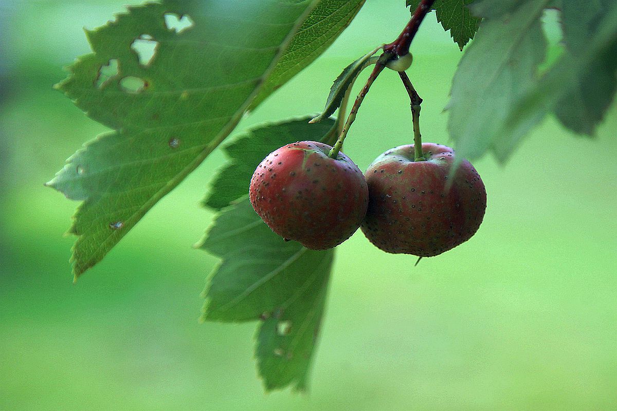 山楂 073_副本.jpg