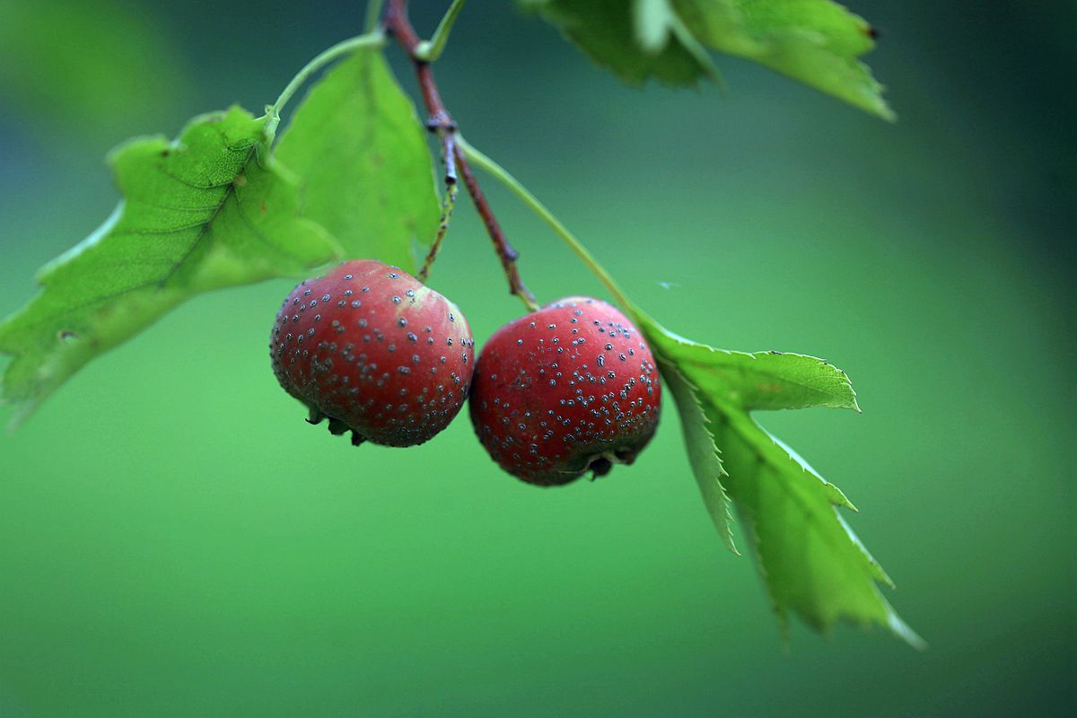 山楂 161_副本.jpg