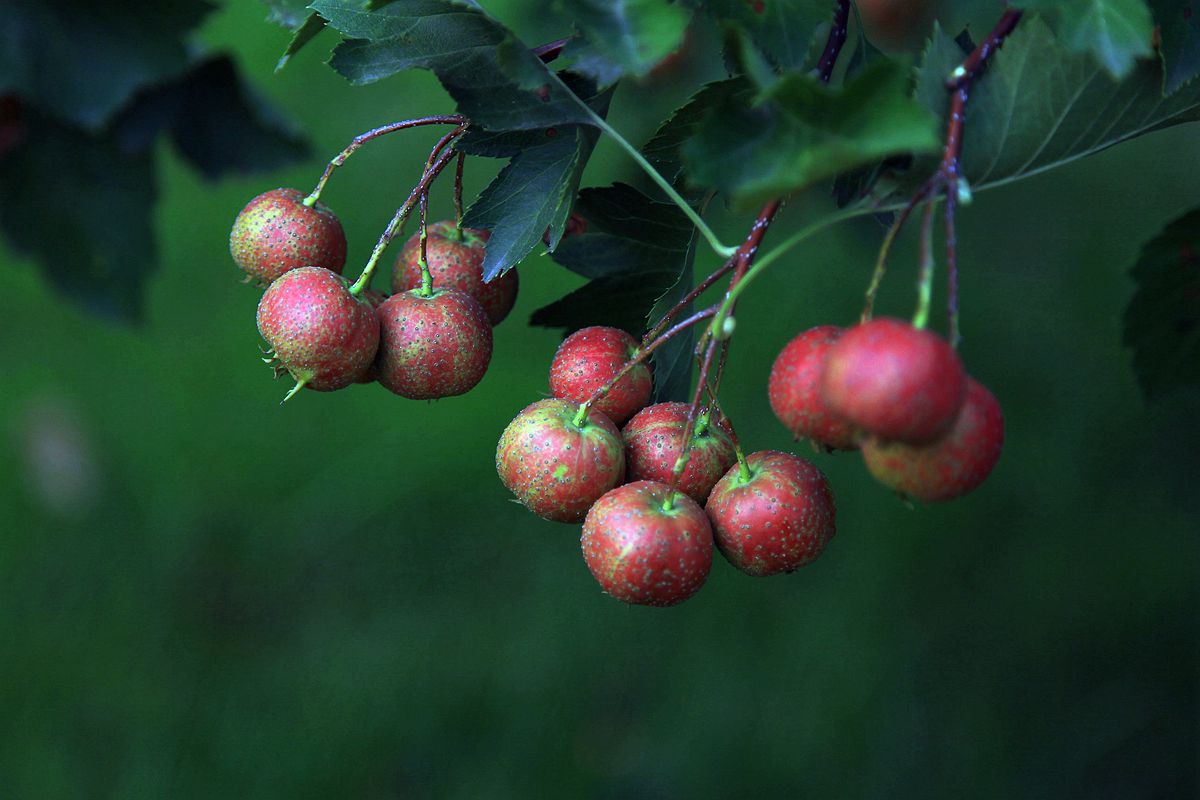 山楂 054_副本.jpg