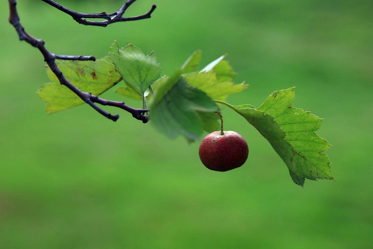 山楂 065_副本.jpg