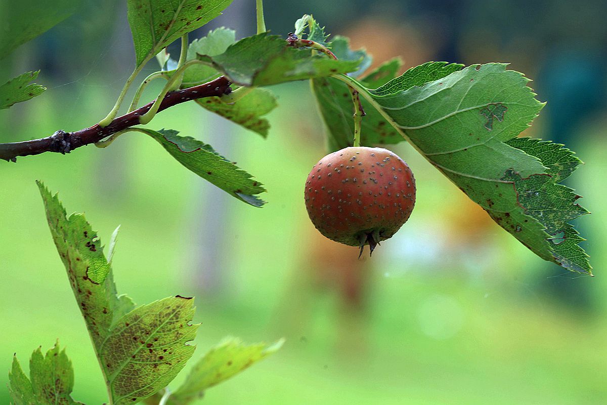 山楂 122_副本.jpg