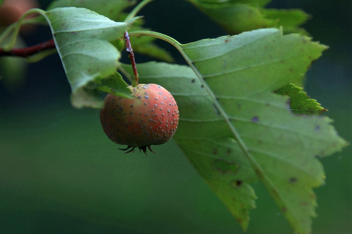 山楂 045_副本.jpg