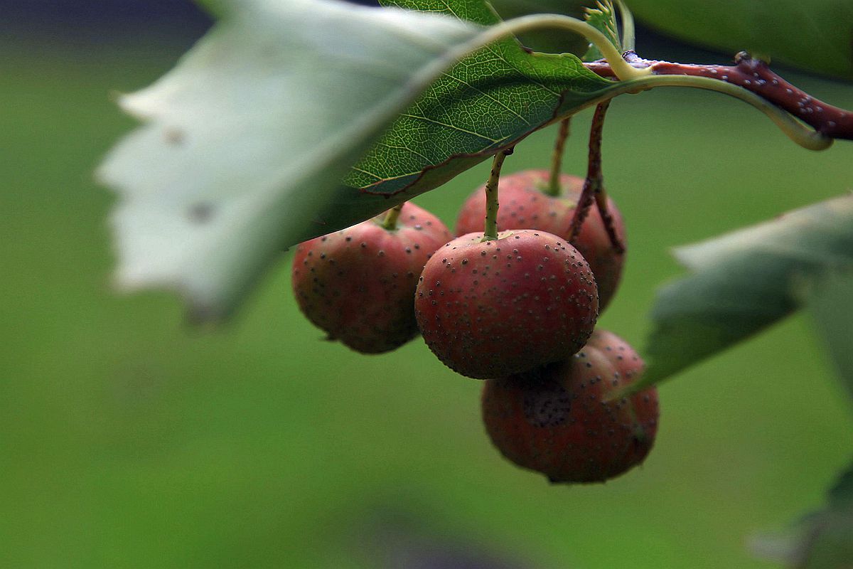 山楂 047_副本.jpg