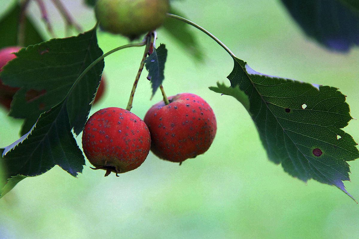 山楂 048_副本.jpg