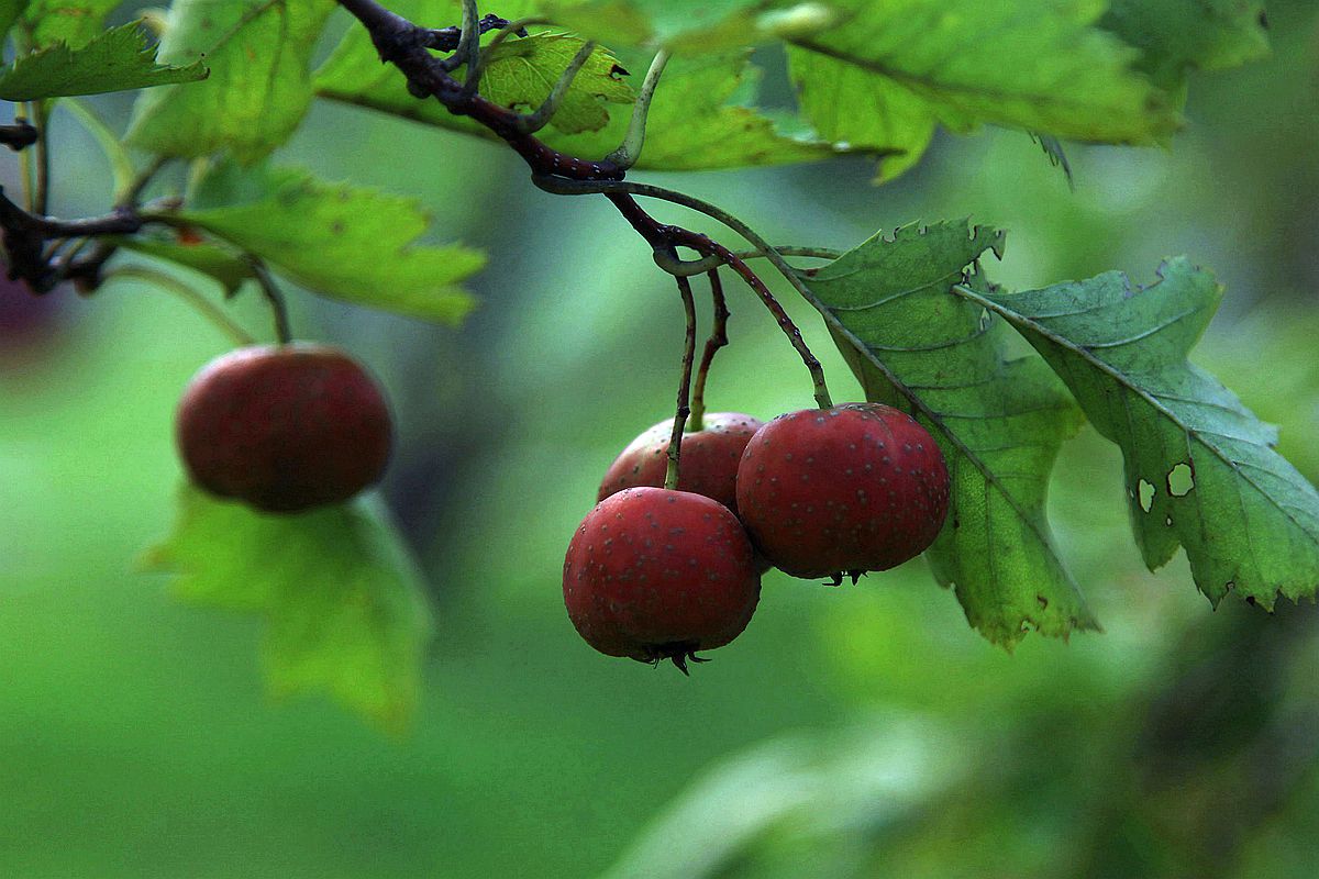 山楂 053_副本.jpg