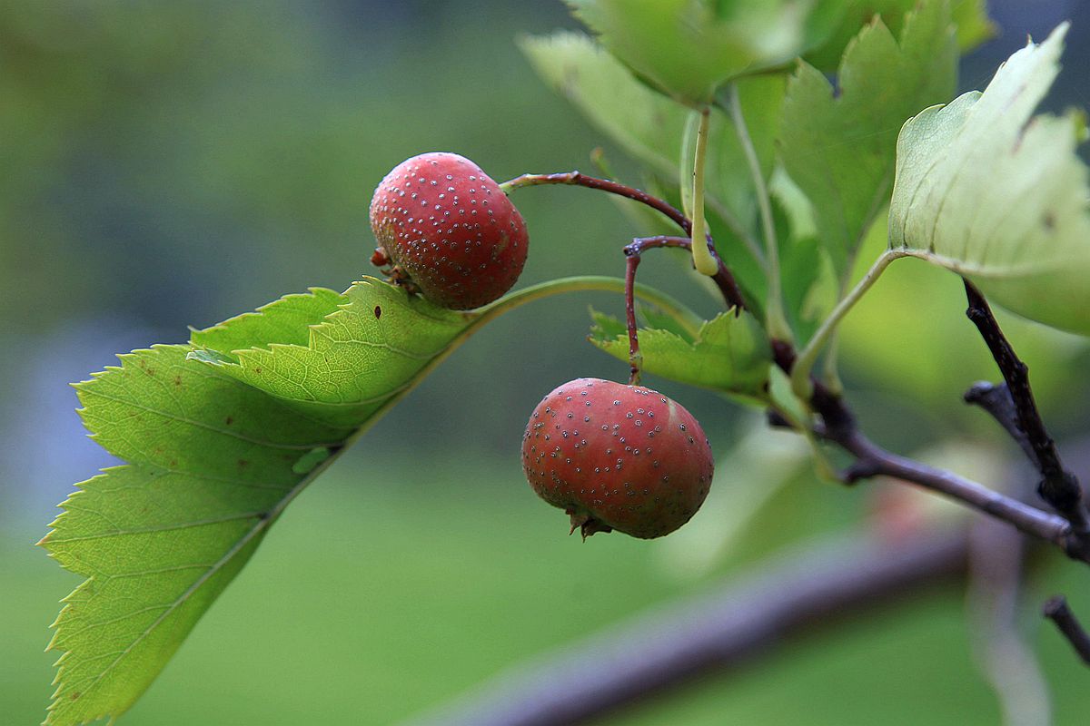 山楂 058_副本.jpg